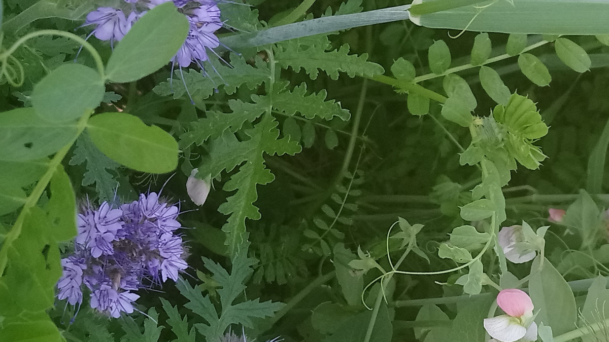 Fleurs melange